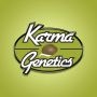 Caviar Lime x Melon Fem by Karma Genetics at Cannabis Seeds Outlet UK