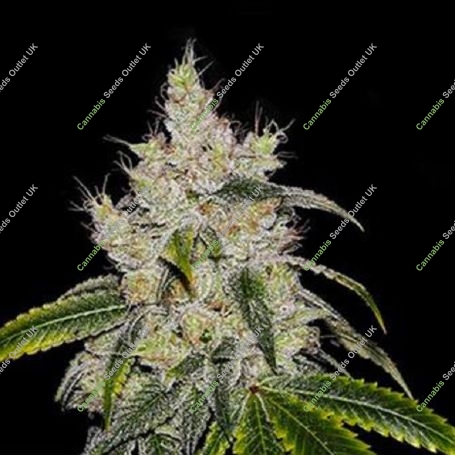 CBanana Auto by Philosopher Seeds For Sale at Cannabis Seeds Outlet UK