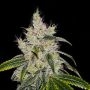 CBanana Auto by Philosopher Seeds For Sale at Cannabis Seeds Outlet UK
