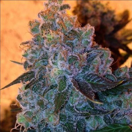 buy Dankonomics Chocolate Tooth Cannabis Strain Seeds outlet UK