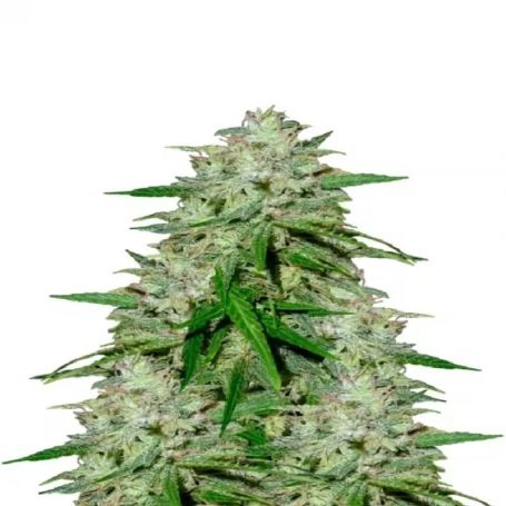 buy Flying Dutchmen Dame Blanche Feminized Female Seeds at cannabis seeds outlet UK