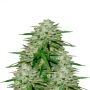 buy Flying Dutchmen Dame Blanche Feminized Female Seeds at cannabis seeds outlet UK