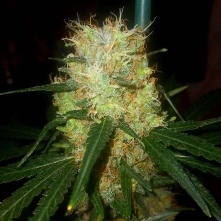 Durban Nights XX Fem by Brothers Grimm at Cannabis Seeds Outlet UK