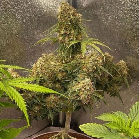 BUY Grape Crushers Auto Tastebudz Seeds AT Cannabis seeds outlet uk