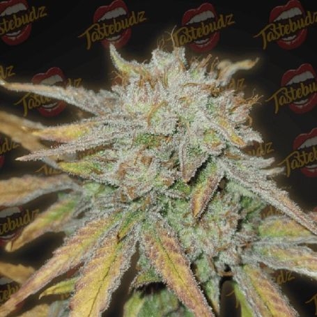 Grape Gushers Fem by Tastebudz at Cannabis Seeds Outlet UK