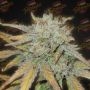 Grape Gushers Fem by Tastebudz at Cannabis Seeds Outlet UK