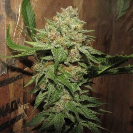Headstash Sour Dubb x Ztini Reg by Karma Genetics at Cannabis Seeds Outlet UK