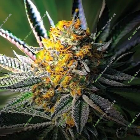 Iced Sangria TRIPLOID Feminized Marijuana Strain by Growers Choice For Sale Online at Cannabis Seeds Outlet