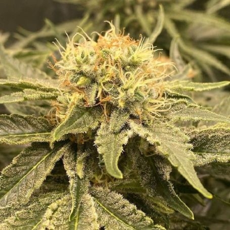 buy MAC Muffin Auto Fem by Tastebudz at Cannabis Seeds Outlet UK