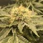 buy MAC Muffin Auto Fem by Tastebudz at Cannabis Seeds Outlet UK