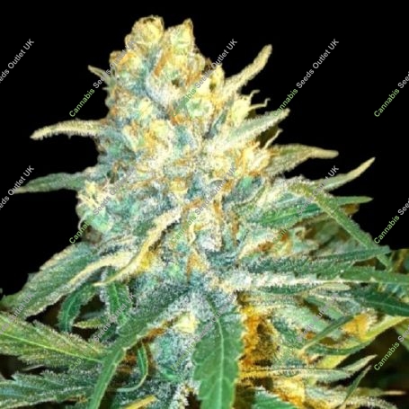 BSB Genetics Mango Syrup For Sale at Cannabis Seeds Outlet UK