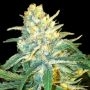 BSB Genetics Mango Syrup For Sale at Cannabis Seeds Outlet UK
