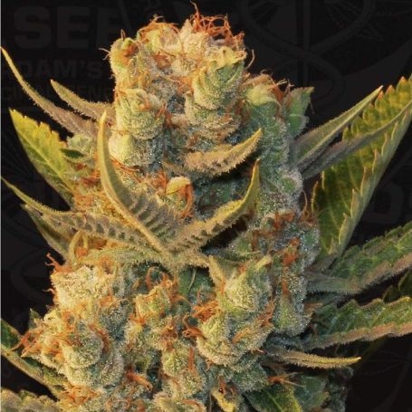 MK-Ultra Cake LTD Edition Regular by T.H. Seeds at Cannabis Seeds Outlet UK