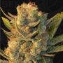MK-Ultra Cake LTD Edition Regular by T.H. Seeds at Cannabis Seeds Outlet UK