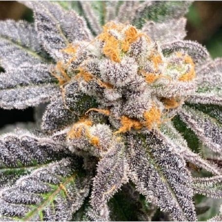 Buy Black Farm Genetix Orange Lava Cannabis Seeds Outlet UK