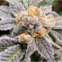 Buy Black Farm Genetix Orange Lava Cannabis Seeds Outlet UK