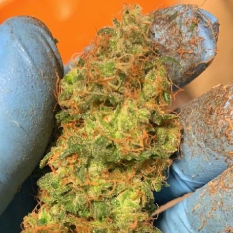 Orange Mooncake Fem by Tastebudz at Cannabis Seeds Outlet UK