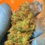 Orange Mooncake Fem by Tastebudz at Cannabis Seeds Outlet UK