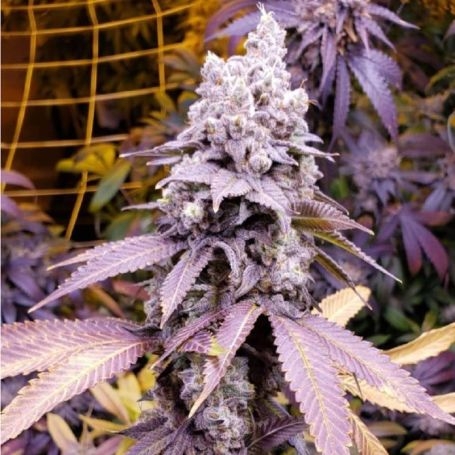 Buy Growers Choice Purple Sunset Cannabis Seeds Outlet UK