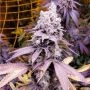Buy Growers Choice Purple Sunset Cannabis Seeds Outlet UK