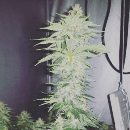Crazy Roses Fast V Fem by Growers Choice at Cannabis Seeds Outlet UK