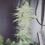 Crazy Roses Fast V Fem by Growers Choice at Cannabis Seeds Outlet UK