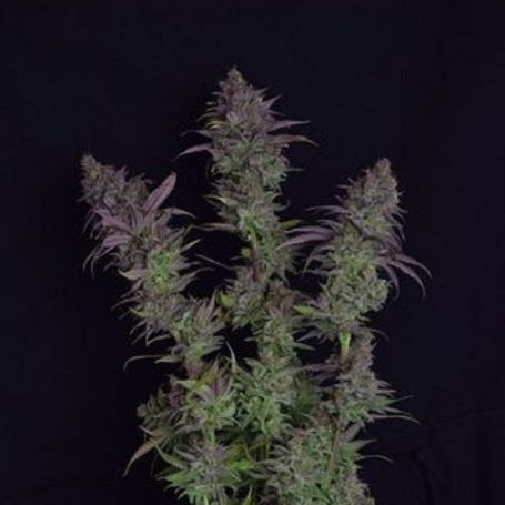 Buy Growers Choice Octane Fire OG Cannabis Seeds Outlet UK