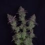 Buy Growers Choice Octane Fire OG Cannabis Seeds Outlet UK