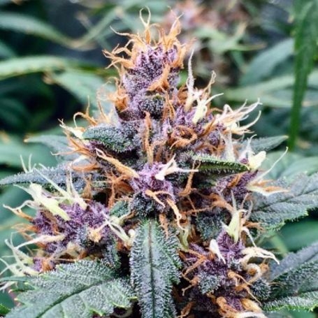 Red Banana Berry Fast V Feminized Growers Choice Cannabis Seeds Outlet uk