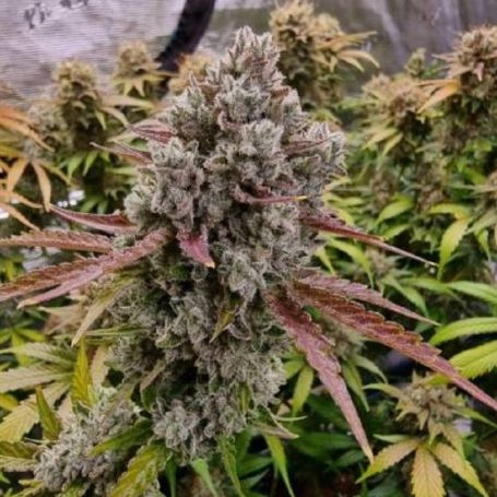 buy Rainbow Runtz Growers Choice Marijuana Strain at cannabis seeds outlet uK