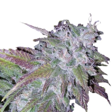 Growers Choice Silver Grape Sherbet Cannabis Strain Seeds