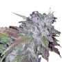 Growers Choice Silver Grape Sherbet Cannabis Strain Seeds