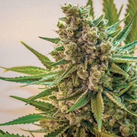 buy Space Queen XX Fem by Brothers Grimm at Cannabis Seeds Outlet UK