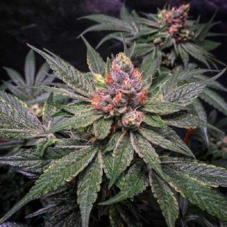 Strawberry Glue X SBC Reg Marijuana Strain by TH Seeds For Sale Online at Cannabis Seeds Outlet