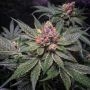 Strawberry Glue X SBC Reg Marijuana Strain by TH Seeds For Sale Online at Cannabis Seeds Outlet