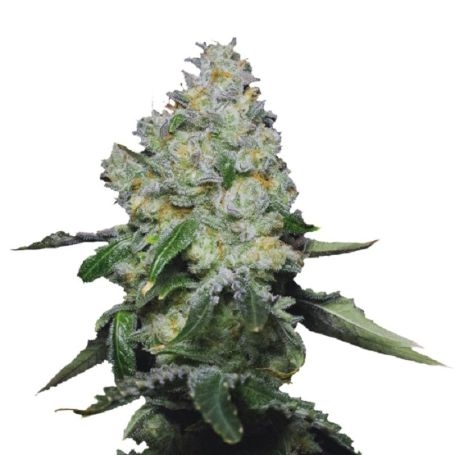 buy growers choice cookies double xl auto Cannabis Seeds