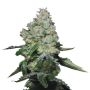 buy growers choice cookies double xl auto Cannabis Seeds