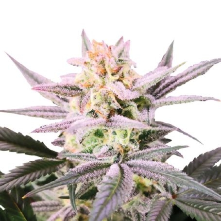 growers choice watermelon weddingcake double xl Cannabis Seeds