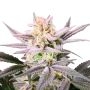 growers choice watermelon weddingcake double xl Cannabis Seeds