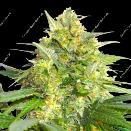 BSB Genetics Widow Maker For Sale at Cannabis Seeds Outlet UK USA Canada Thailand