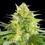 BSB Genetics Widow Maker For Sale at Cannabis Seeds Outlet UK USA Canada Thailand