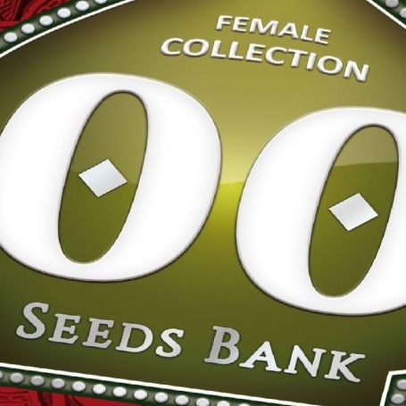 Feminized Collection No.2 Marijuana Strain by OO Seeds For Sale Online at Cannabis Seeds Outlet