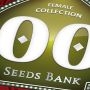 Feminized Collection No.2 Marijuana Strain by OO Seeds For Sale Online at Cannabis Seeds Outlet