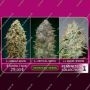 Feminized Collection mixed collection no1 by Advanced Seeds For Sale Online at Cannabis Seeds Outlet