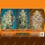 Feminized Collection mixed collection no2 by Advanced Seeds For Sale Online at Cannabis Seeds Outlet