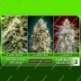Feminized Collection mixed collection no3 by Advanced Seeds For Sale Online at Cannabis Seeds Outlet