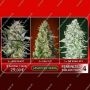 Feminized Collection mixed collection no4 by Advanced Seeds For Sale Online at Cannabis Seeds Outlet
