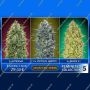 Feminized Collection mixed collection no5 by Advanced Seeds For Sale Online at Cannabis Seeds Outlet