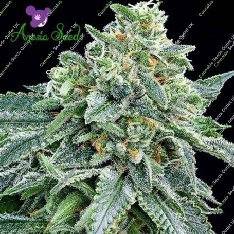 True Gold OG Feminized Marijuana Strain by Anesia Seeds Big Discount 40% OFF Clearance Sale