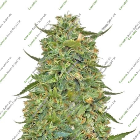 LSD Feminized Marijuana Strain by Barneys Farm Big Discount 40% OFF Clearance Sale